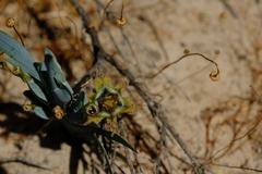Ferraria variabilis