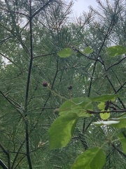 Amelanchier × lamarckii