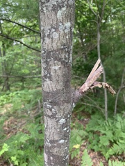 Amelanchier × lamarckii