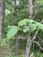 Amelanchier × lamarckii