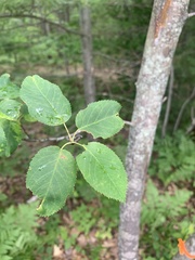 Amelanchier × lamarckii