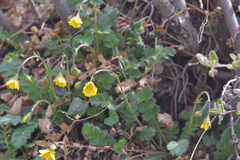 Coluria geoides