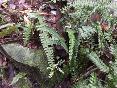 Asplenium normale normale