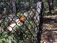 Pultenaea lapidosa