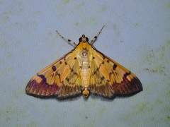 Syllepte fabiusalis