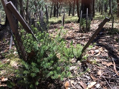 Pultenaea lapidosa