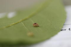 Caryomyia recurvata