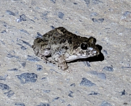 Hong Kong Rice-paddy Frog