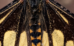 Baronia brevicornis brevicornis