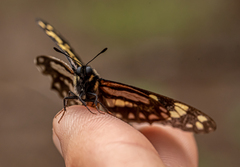 Baronia brevicornis brevicornis