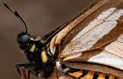 Baronia brevicornis brevicornis