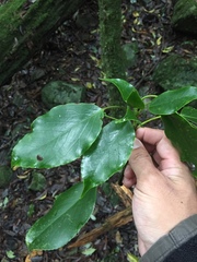 Trochodendron aralioides