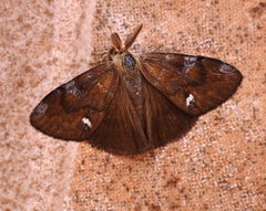 Orgyia trigotephras