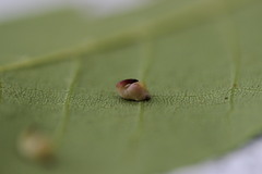 Caryomyia recurvata