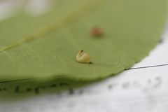 Caryomyia recurvata