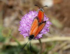 Zygaena rubicundus