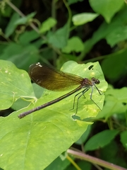 Calopteryx haemorrhoidalis