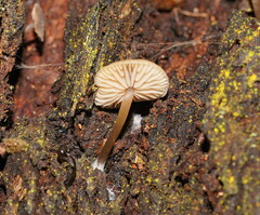 Entoloma readiae