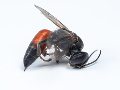 Tachysphex obscuripennis