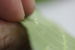 Caryomyia recurvata