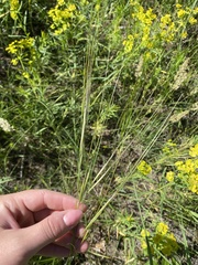 Hesperostipa spartea