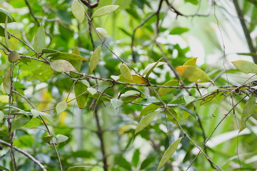 Image of Ridley's Hoya (Hoya verticillata) by (c) Samuel Lee, some rights reserved (CC BY)