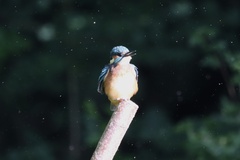 Alcedo atthis