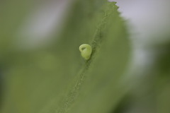 Caryomyia recurvata