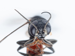 Tachysphex obscuripennis