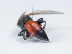 Tachysphex obscuripennis
