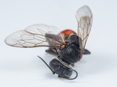Tachysphex obscuripennis