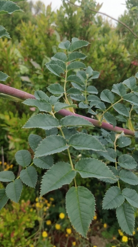 Image of Rosa mandonii by (c) Vítor Jorge, some rights reserved (CC BY)