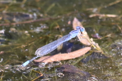 Enallagma semicirculare