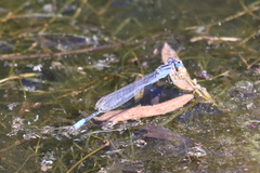 Enallagma semicirculare