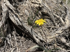 Agoseris parviflora