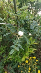 Rosa mandonii image