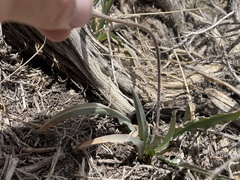 Agoseris parviflora