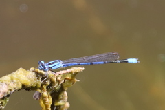 Enallagma semicirculare