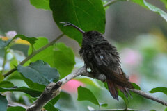 Eupherusa nigriventris