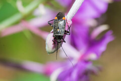 Closterotomus cinctipes