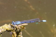 Enallagma semicirculare