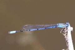 Enallagma semicirculare