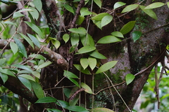 Hoya verticillata