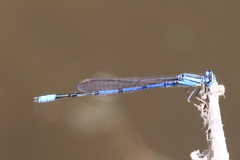 Enallagma semicirculare