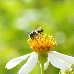Megachile subrixator