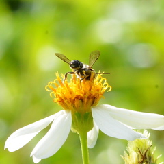 Megachile subrixator