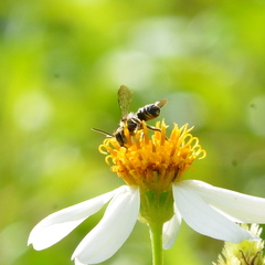 Megachile subrixator