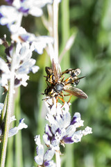 Physocephala rufipes