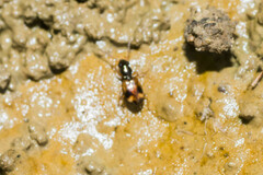 Bembidion quadrimaculatum