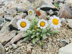 Tanacetum lanuginosum